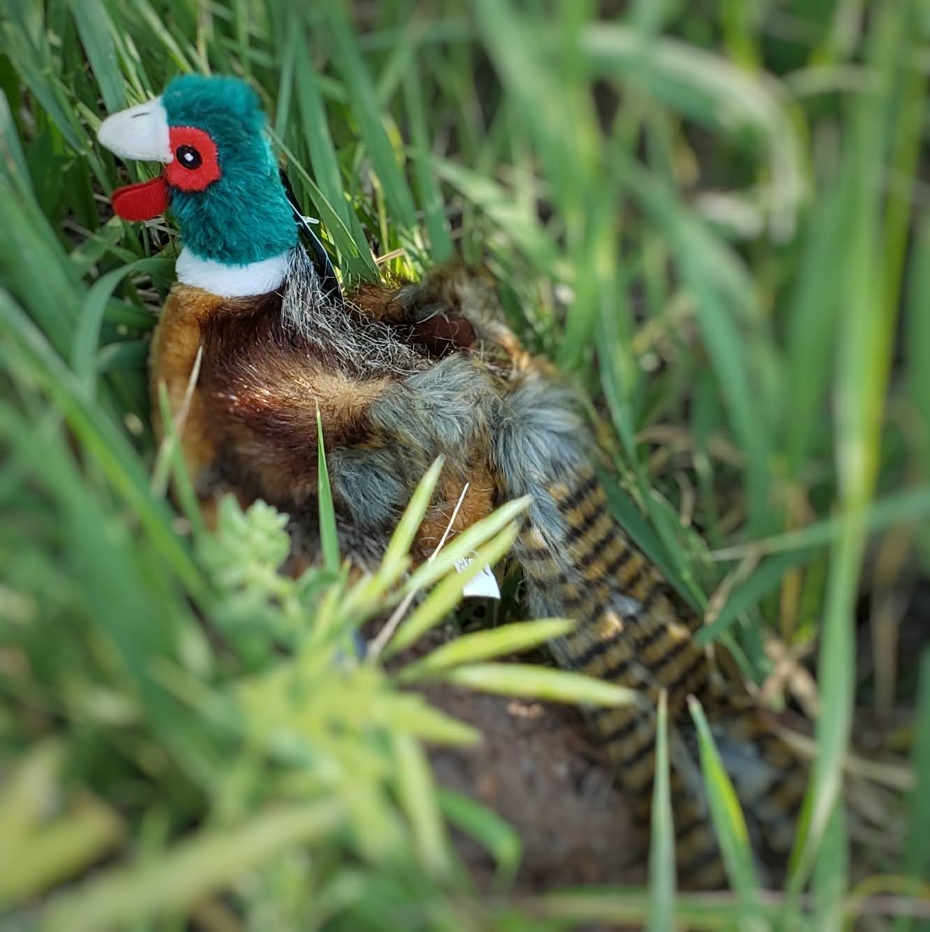 Pheasant Squeaker Toy